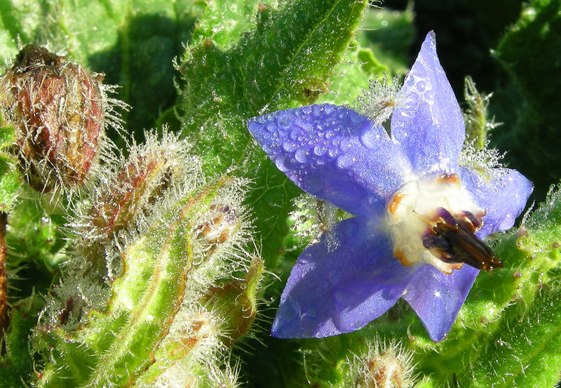 Borago officinalis / Borragine comune